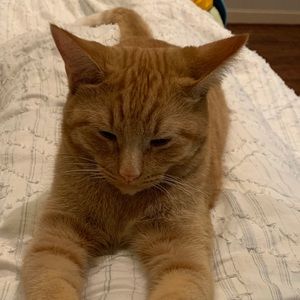 Meet your Posher, Hadley